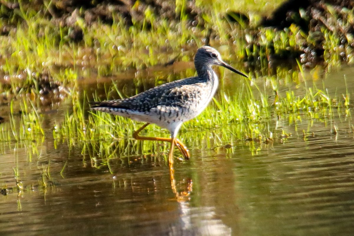 BirdsAtl's tweet photo. I found a brand new bird for Legacy Park early this morning. A greater yellowlegs is the 180th species recorded at the park. It’s a migrant shorebird that breeds mostly far up into Canada. https://t.co/8xk5s4PN2z