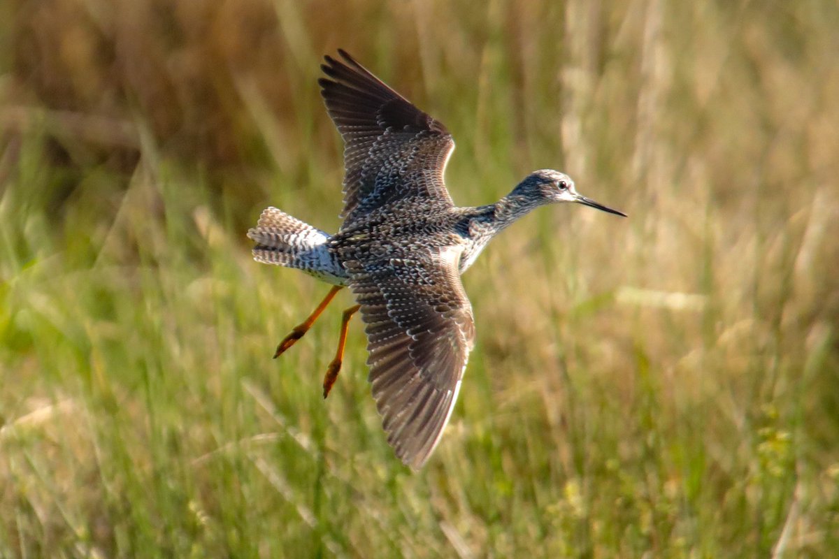 BirdsAtl's tweet photo. I found a brand new bird for Legacy Park early this morning. A greater yellowlegs is the 180th species recorded at the park. It’s a migrant shorebird that breeds mostly far up into Canada. https://t.co/8xk5s4PN2z