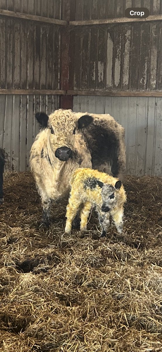robertlocker4's tweet photo. A fresh one tonight. Rigit heifer. One to keep… https://t.co/NnexZWyFhT