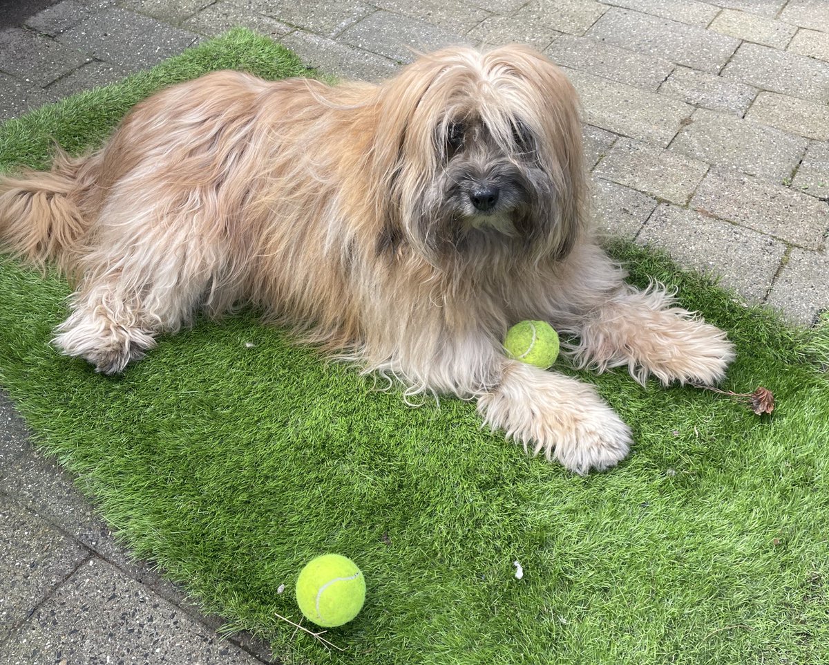 Hi everyone how’s everyone doing? Haven’t been on much lately I haven’t been feeling great as I now have high blood pressure! On meds so it’s starting to come down and I’m feeling more myself. Have a great day 🥰 #dogsofx #dogs #poorlyboy