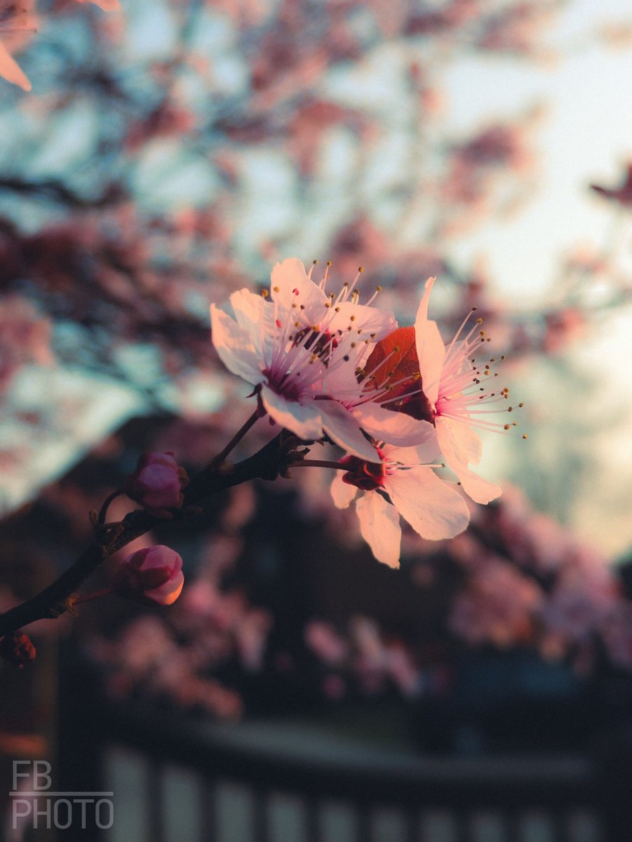 8BitFin's tweet image. Started experimenting with some nostalgic style settings and presets on Lightroom, though I'd share the results 📸

Camera: Panasonic @LUMIX_Japan  G80 with 12-60mm Lens
Edited with: @Lightroom 

#photography #lightroom #nostalgic #LUMIX #studentphotographer