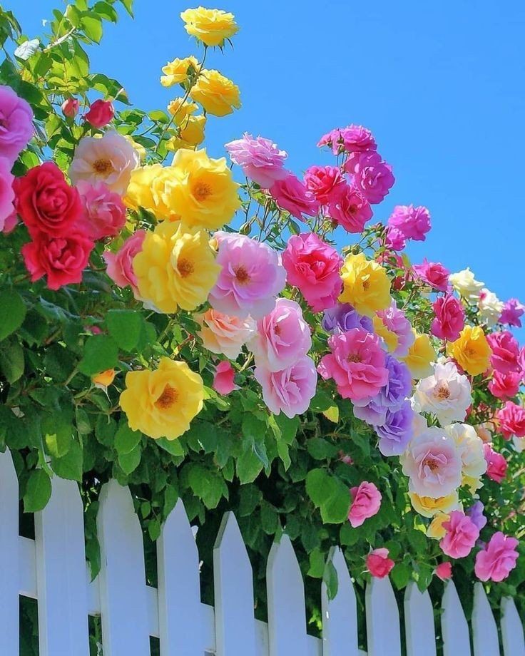 Flowers (@dailyflowersx) on Twitter photo 