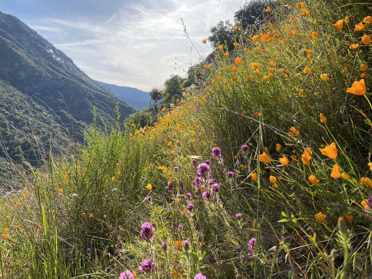 pathfindwest's tweet photo. Wildflowers of the Kings River NRT. https://t.co/cOdwJkU3HX