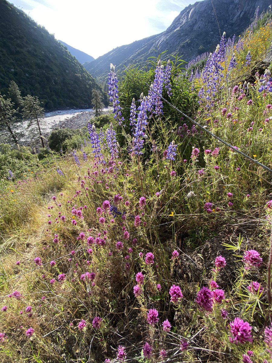 pathfindwest's tweet photo. Wildflowers of the Kings River NRT. https://t.co/cOdwJkU3HX