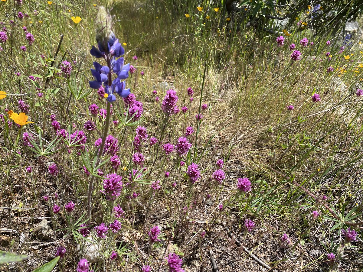 pathfindwest's tweet photo. Wildflowers of the Kings River NRT. https://t.co/cOdwJkU3HX