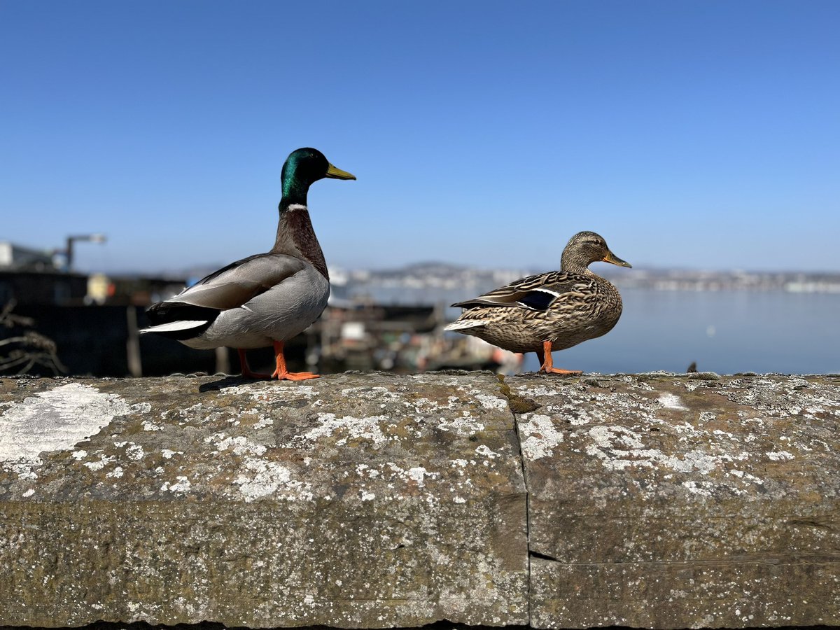 AndrewJohnster's tweet photo. Noon walk today:
Close encounter with the duck kind!
💕
#OneWalkADay https://t.co/cjUkpsGqeu