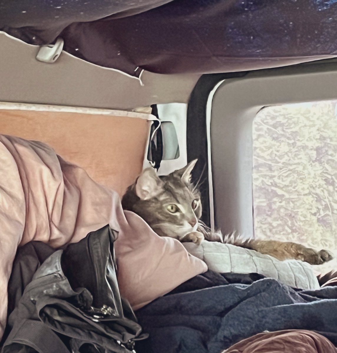 Miss Hissy Pissy tweet media