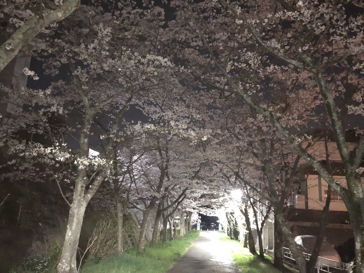 kazumin1719's tweet photo. 私の地元で有名な桜並木☺️
実家から徒歩で10分程の場所だから毎年見に行くんだけど…
今年はちょっとバタバタしてて夜桜並木で🌠
亡くなった母が毎年この桜を見て…
来年も見れるように頑張って生きるぞー‼
…と、言っていた事を思い出して、、、
ちょっとウルっとした…
深夜4時の私🤣
#桜並木
#桜 https://t.co/3Qo07s3ZVK