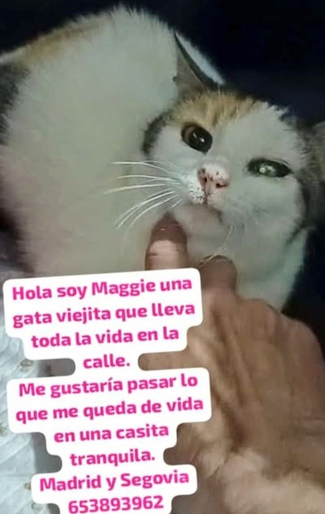 #Madrid #Segovia

       Un ángel para Maggie

Ya muy mayor,  busca salir de la calle. Necesita alguien que la quiera🆘