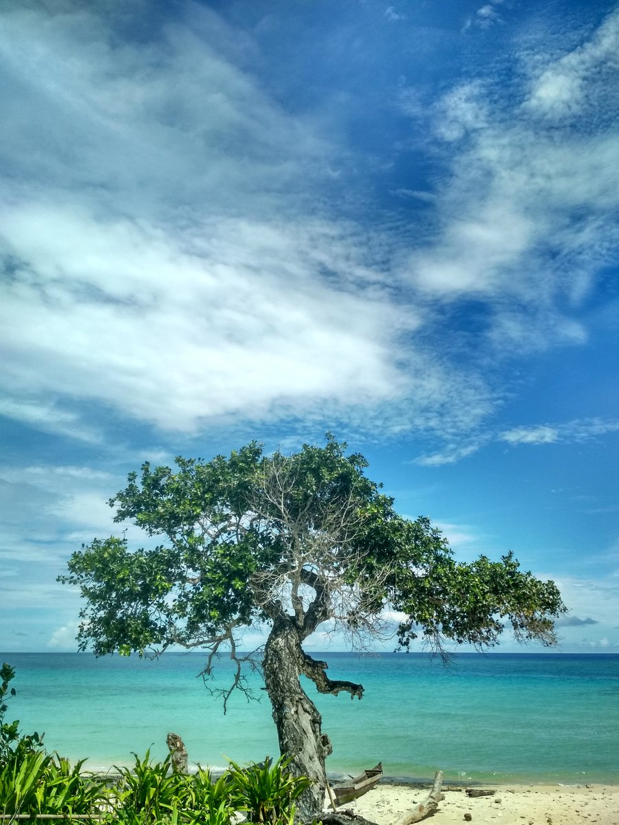 LettyRettob's tweet photo. My lovely island ♥️
With hp legend #redmi4x @XiaomiIndonesia @Xiaomi
#kei #maluku #tual #indonesiatimur #kurisland #namaselap #namaselapbeach #pantainamaselap #tree #sky #clouds #bluesky https://t.co/qH2DQp5qHV