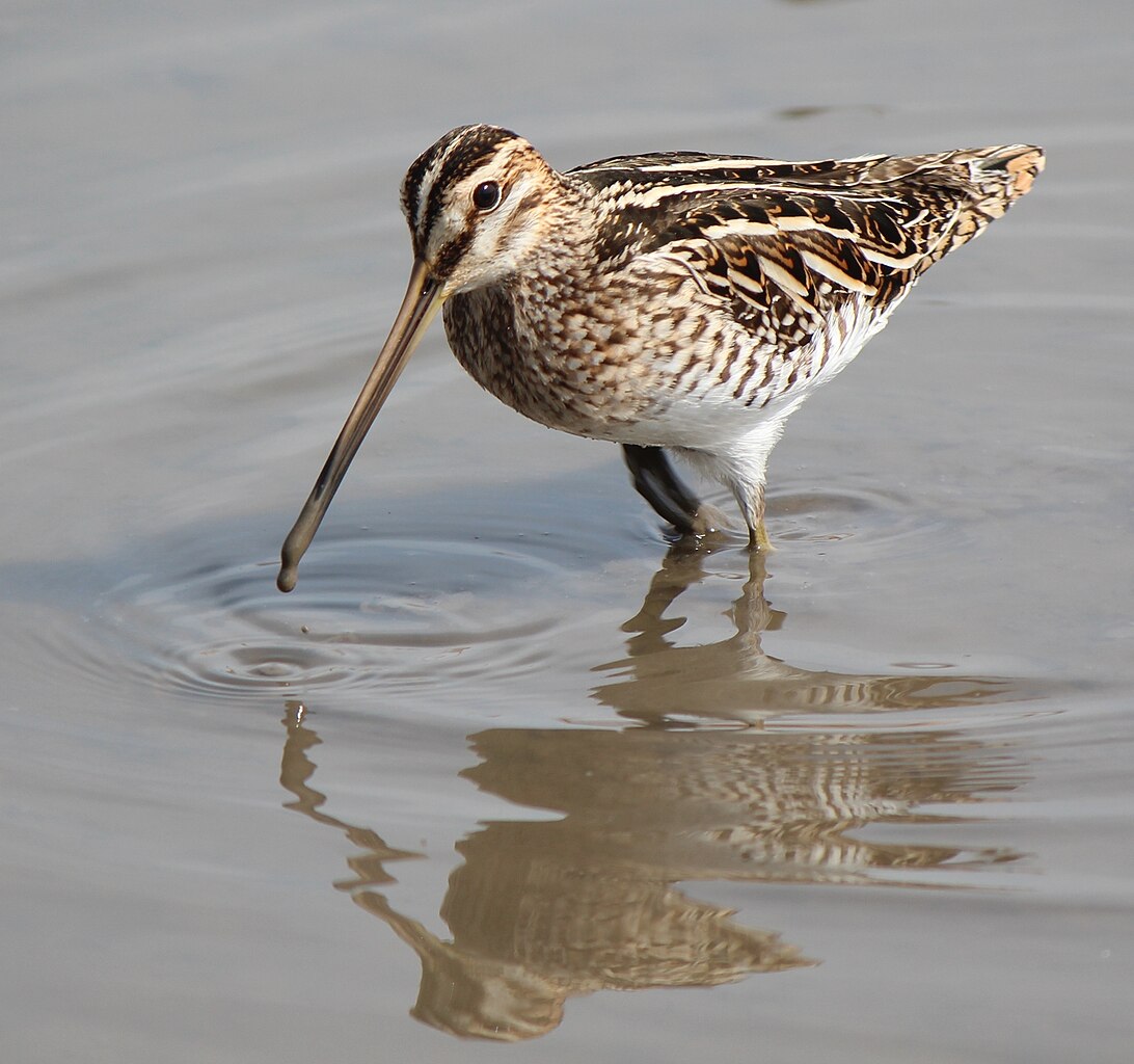 J. of Avian Biology tweet media