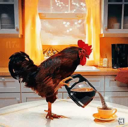 rooster1932's tweet photo. Good-Morning, Stay Cocking https://t.co/fVuflL0fov