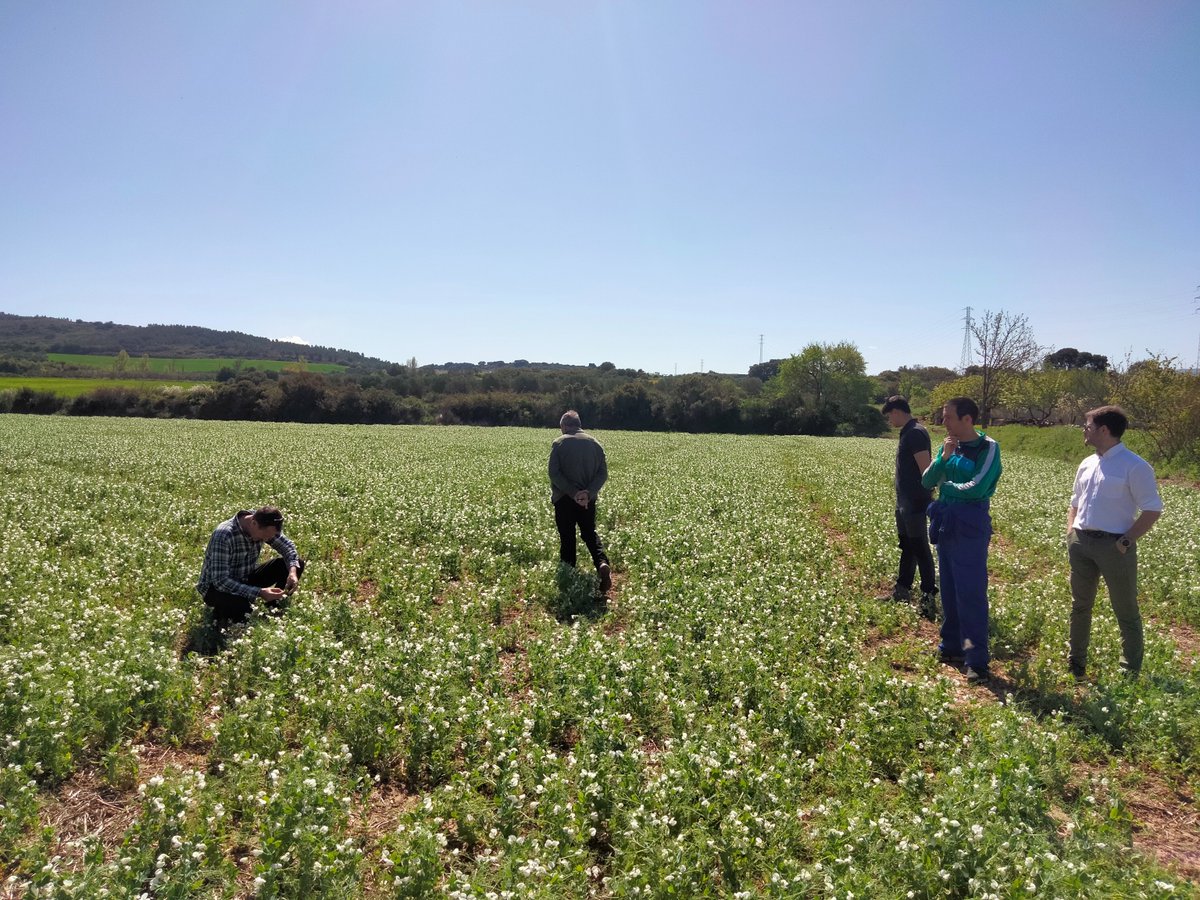 IntiaSa's tweet photo. 📸🌾👩‍🌾 Jornada sobre nuevas variedades Cebada Guisantes y Abonado de fondo de cereal en la Cooperativa de #Sangüesa 

📸🌾👩‍🌾Cebada Ilar eta Zereal-hondoko ongarriei buruzko jardunaldia #Zangoza-ko kooperatiban

#ClimateFarmDemo #SustainableAgriculture #Demofarms #HorizonEurope https://t.co/ErAUCcnHH7