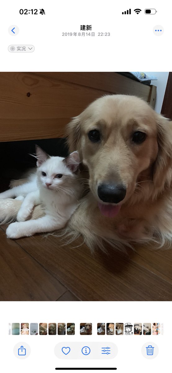 TryAgain_Sakura's tweet photo. 2018.11.20-2025.4.08，剩下孤单的嘟嘟 https://t.co/MxqOMrIc0x
