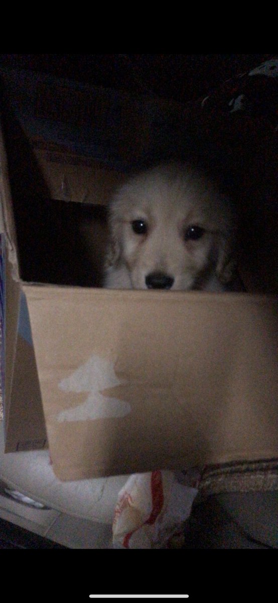 TryAgain_Sakura's tweet photo. 2018.11.20-2025.4.08，剩下孤单的嘟嘟 https://t.co/MxqOMrIc0x