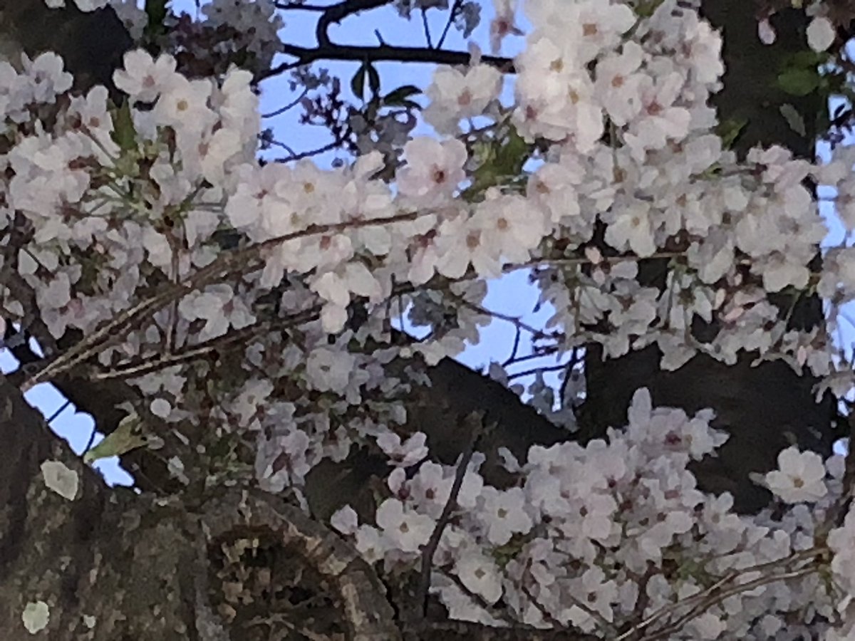 kaorino_1ch1go's tweet photo. #HBDSean2025
@SeanRabbittCafe 
ショーンくん！
お誕生日おめでとうございます🎂🥳🎉❤️
今年も幸せいっぱいの一年になりますように🌸🌸🌸 https://t.co/KcbXtxs8Tk