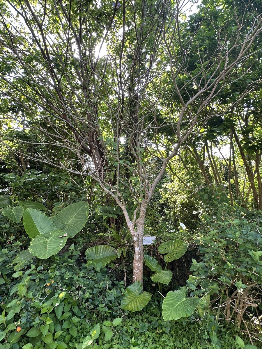九州中国沖縄リズム研究会に参加してきました。「熱帯に生きる植物の分子カレンダー」のお話を紹介。こちらは、琉球大学風樹館ビオトープで見たギョボクです。ツマベニチョウはまだのようでした。