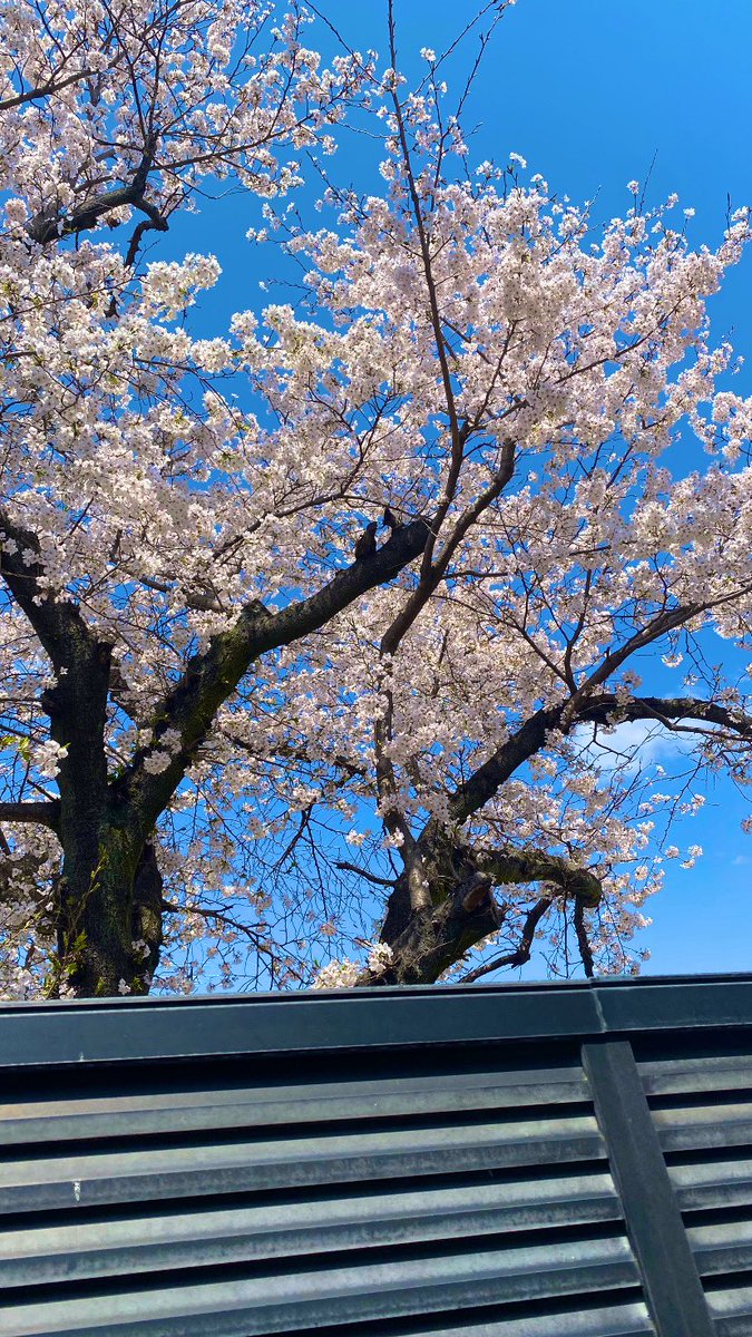 hasa2023_'s tweet photo. 桜も満開ですね🌸
春風が少し寒いですが、体調には気をつけてくださいね😊

 #桜  #春  #新学期スタート https://t.co/A2y25n0IzZ
