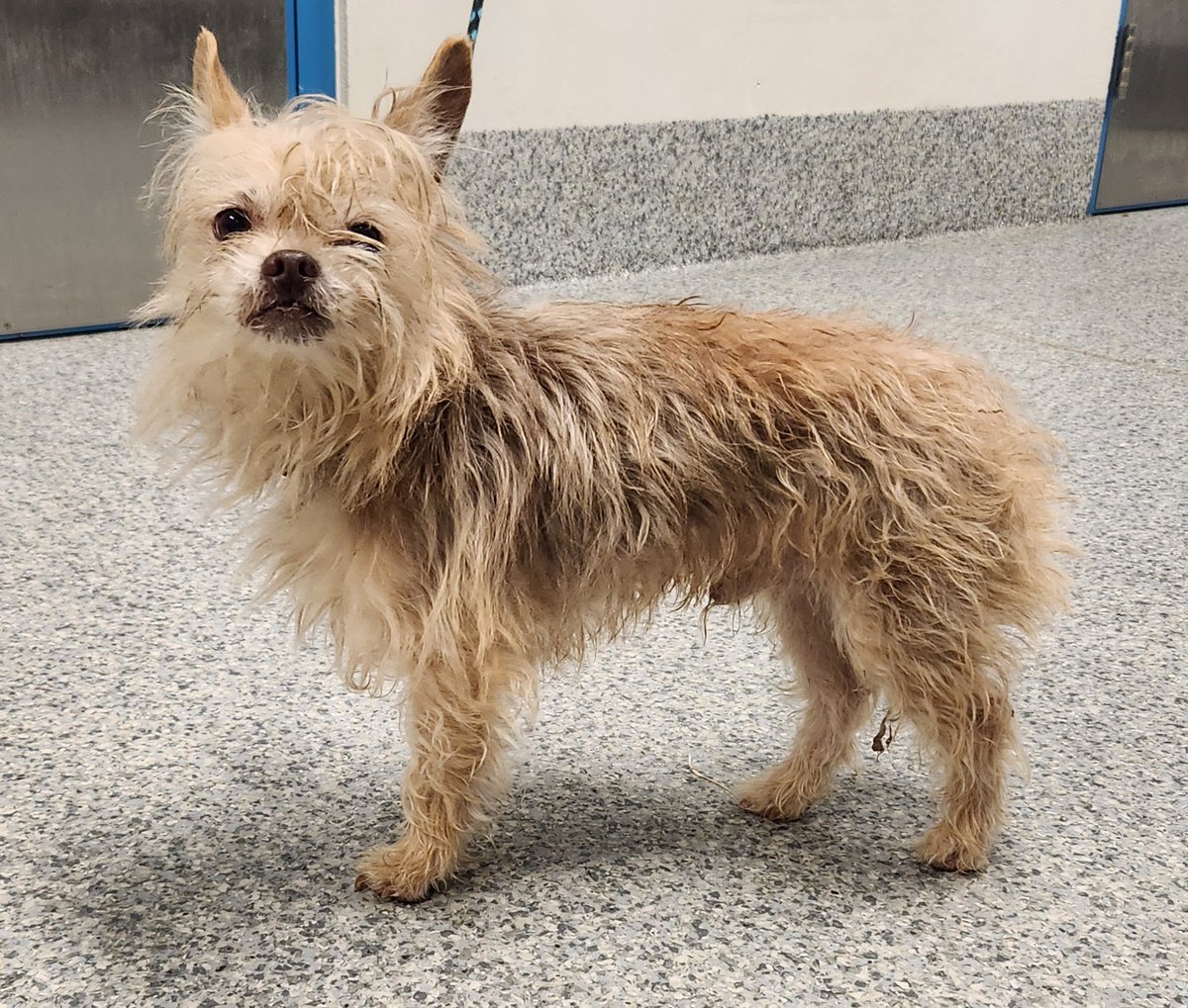 PWCAnimals's tweet photo. These and 15 other animals are STRAYS turned into the PWC Animal Services Center between 4/04/2025 - 4/07/2025. We post photos of stray animals brought to the Center a couple of times each week to help owners find their missing pets. If you believe your pet is at the Center, please inquire directly by calling (703) 792-6465, emailing animalservices@pwcgov.org or visiting the Center. View all the animals on our Facebook page https://t.co/weZQciQsuu