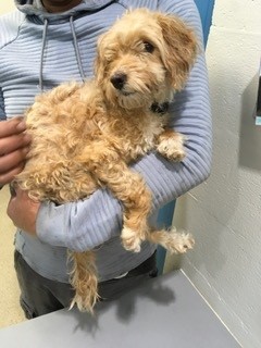 These and 15 other animals are STRAYS turned into the PWC Animal Services Center between 4/04/2025 - 4/07/2025. We post photos of stray animals brought to the Center a couple of times each week to help owners find their missing pets. If you believe your pet is at the Center,