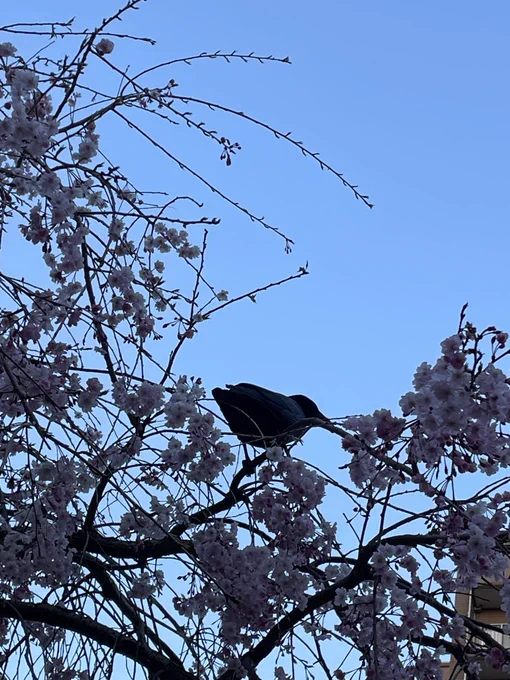 ヘイ!ヒコ先生! 桜とカラスの写真だよ!