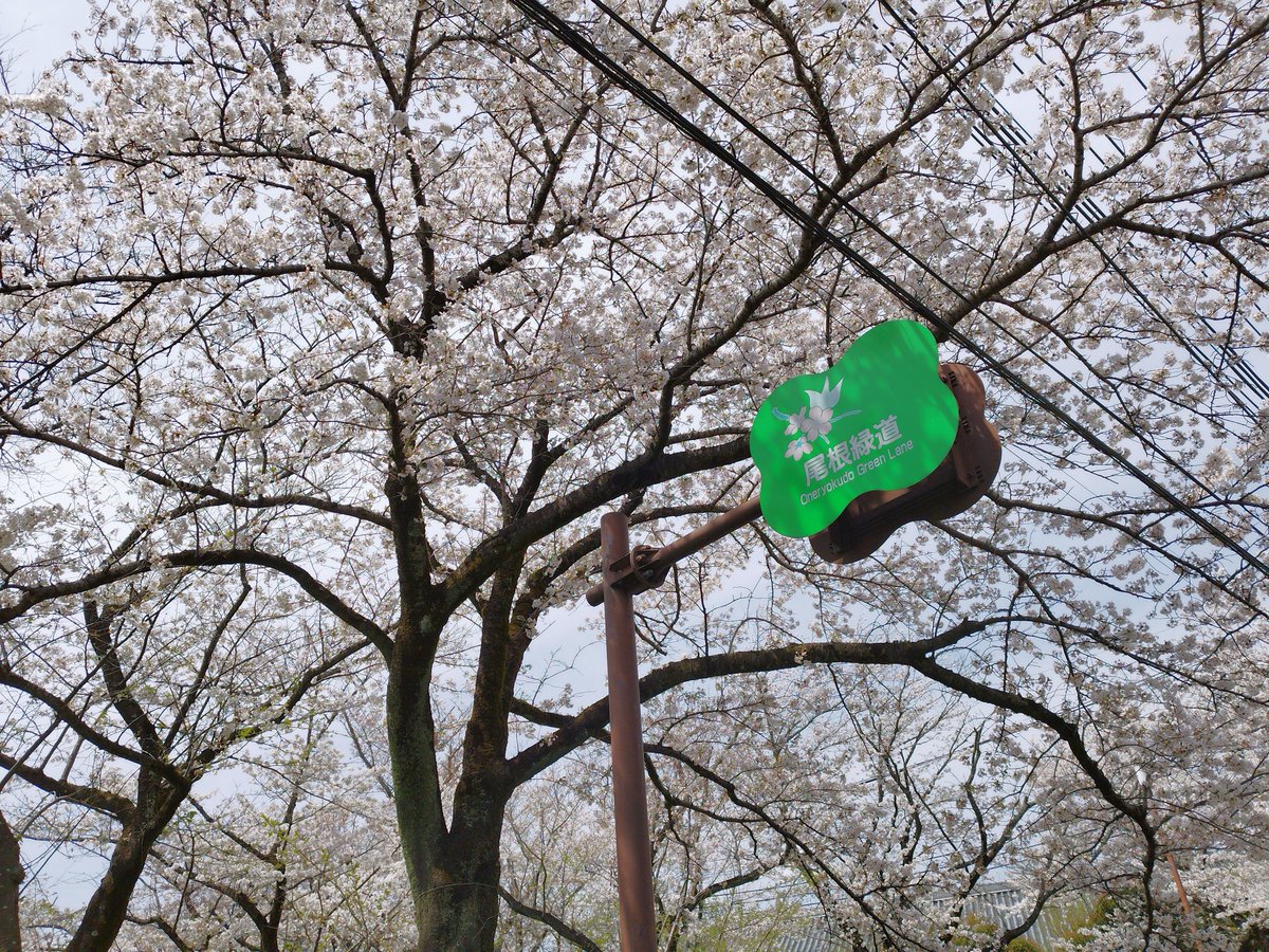 Live_tw_net's tweet photo. 市内でもうちより更に田舎方面へちょいと花見に行ってきました。桜🌸は満開を過ぎて散り始めというところでしたが、いい桜が見られました。欲を言えば青空が良かったかなぁと思いました
桜の花びらが舞うのは撮影が難しい
#MachidaCity #尾根緑道 https://t.co/kwxwSHNTd8
