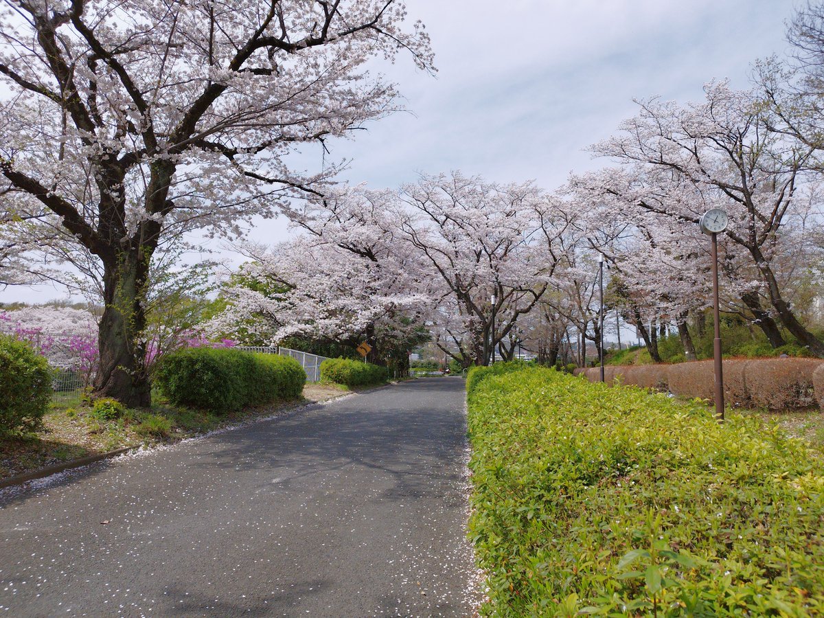 Live_tw_net's tweet photo. 市内でもうちより更に田舎方面へちょいと花見に行ってきました。桜🌸は満開を過ぎて散り始めというところでしたが、いい桜が見られました。欲を言えば青空が良かったかなぁと思いました
桜の花びらが舞うのは撮影が難しい
#MachidaCity #尾根緑道 https://t.co/kwxwSHNTd8