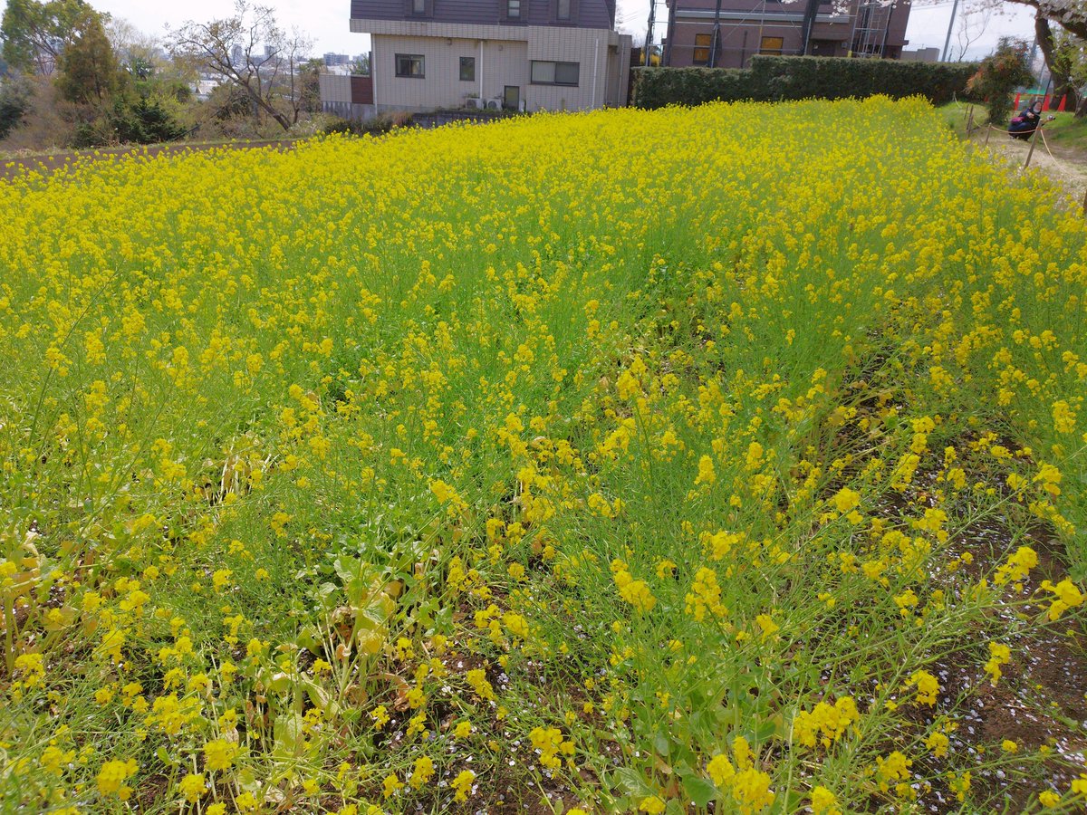 Live_tw_net's tweet photo. 市内でもうちより更に田舎方面へちょいと花見に行ってきました。桜🌸は満開を過ぎて散り始めというところでしたが、いい桜が見られました。欲を言えば青空が良かったかなぁと思いました
桜の花びらが舞うのは撮影が難しい
#MachidaCity #尾根緑道 https://t.co/kwxwSHNTd8