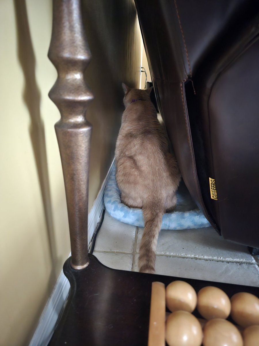 TheDukeOfPurr's tweet photo. Mummy bamboozled me twice last month and placed me in my carrier. I am not taking any chances and am hiding behind the couch, ignoring her 😼.

#miniaturelion #huskydumpling #CatsOfTwitter https://t.co/0dfldcvR7D