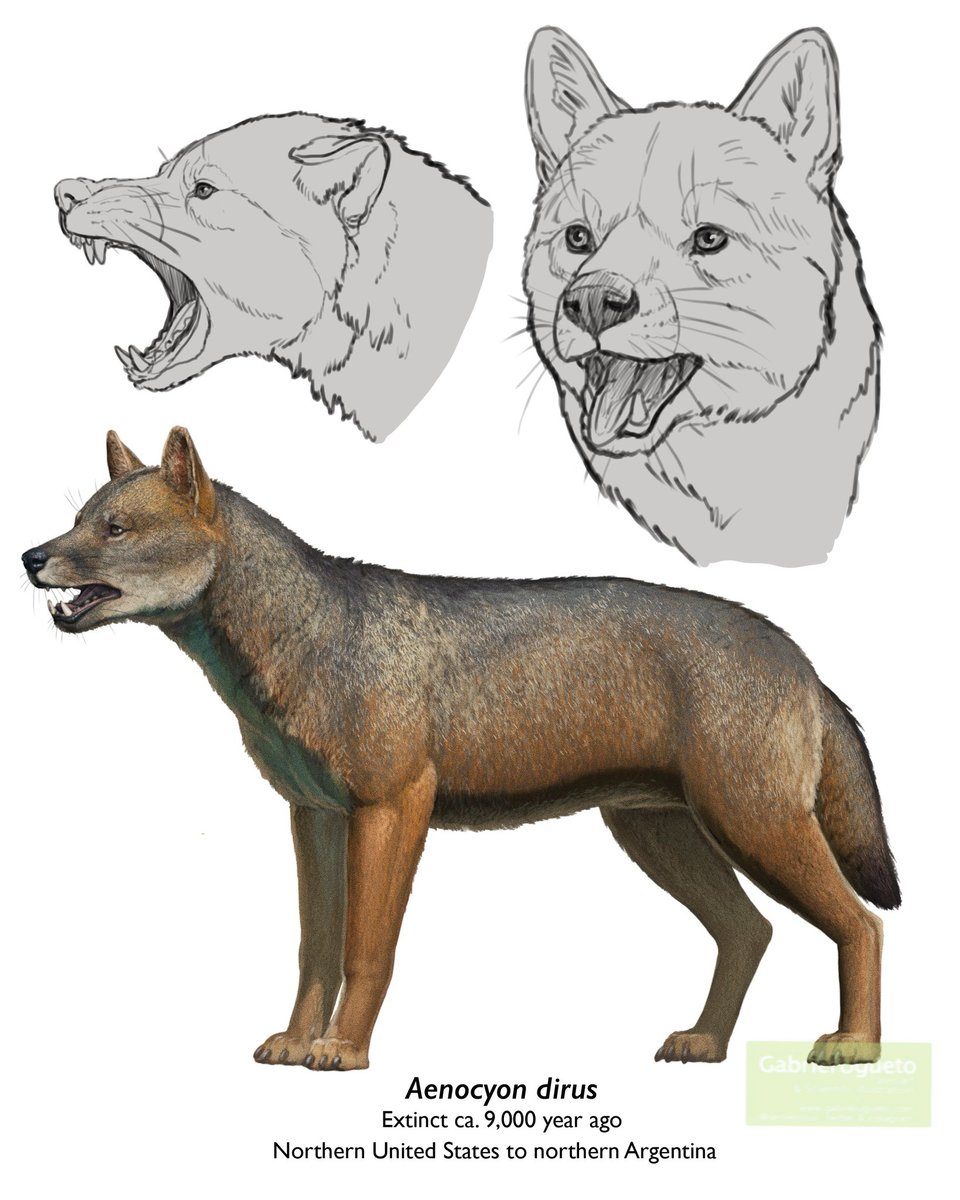 Dire Wolf (Aenocyon dirus) thread. 

No, those wolves in the news yesterday are NOT dire wolves. To be clear those are Gray Wolves with just a few genes modified based on Dire Wolf DNA through CRISPR