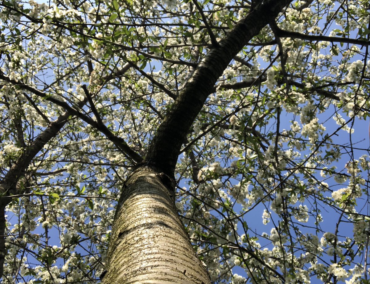 Good morning ,🌄
Every spring begins with a flower, just like our hopes

The apple tree has blossomed,,🍏
