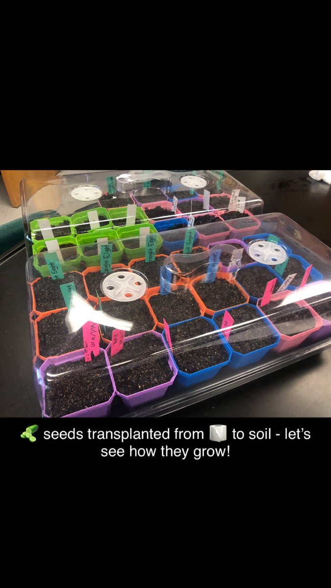 CableBiologyRHS's tweet photo. 1B Horticulture students had great success with the “paper towel method” of seed germination! Today they transferred those seeds into large pots with our seed starting mix. Let’s see how things grow. https://t.co/qH4LMjrp6k