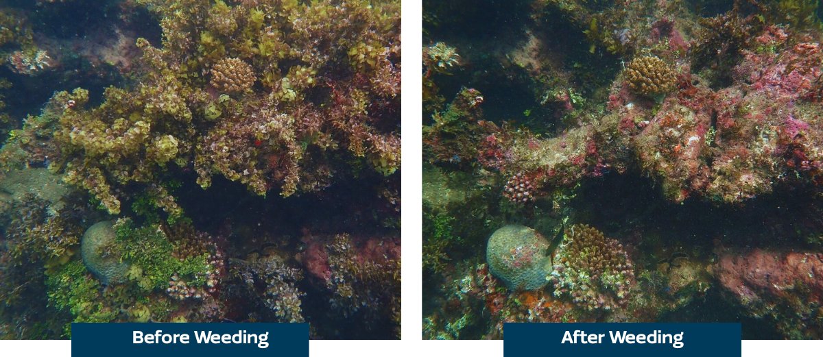 🌱 New life emerging under the waves🌊! Our coral gardening project, is showing incredible progress. We're currently focused on 'weeding' – gently clearing algae to give baby corals room to thrive. This simple act brings immense hope for reef regeneration! arocha.or.ke/coral-gardenin…