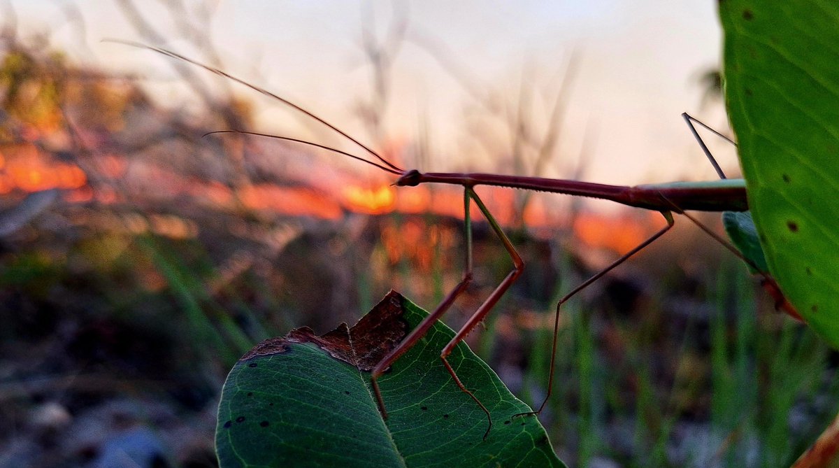 Leverhulme Centre for Wildfires 🔥 (@centrewildfires) on Twitter photo Congratulations to our Centre Manager, Adriana Ford <a href="/ImperialLifeSci/">Imperial Life Sciences</a>, for winning the Staff Category of the <a href="/imperialcollege/">Imperial College London</a> Faculty of Natural Sciences Image Competition, with her photo "Purposeful Flames", taken at the <a href="/FIRE_ADAPT/">FIRE-ADAPT</a> Brazil Study Hub!🔥🇧🇷
imperial.ac.uk/natural-scienc… Congratulations to our Centre Manager, Adriana Ford <a href="/ImperialLifeSci/">Imperial Life Sciences</a>, for winning the Staff Category of the <a href="/imperialcollege/">Imperial College London</a> Faculty of Natural Sciences Image Competition, with her photo "Purposeful Flames", taken at the <a href="/FIRE_ADAPT/">FIRE-ADAPT</a> Brazil Study Hub!🔥🇧🇷
imperial.ac.uk/natural-scienc…