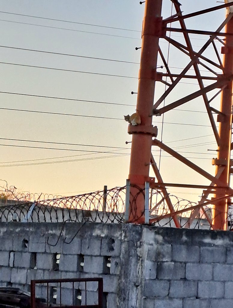tete_nieto's tweet photo. Este gatito esta en una torre de telecomunicaciones en col. 21 de enero calle 20 noviembre entre av lopez mateos y calle 18 marzo,desde sábado 5abril,se reporto proteccion civil gpe y 911 y nada, la foto es de hoy ,porfavor rescatando @PC_NuevoLeon @nmasmonterrey #comunidadazteca https://t.co/kHdRysl03a