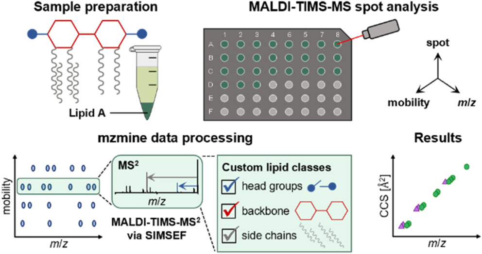 IOCB Prague (@iocbprague) on Twitter photo #research #massspectrometry #lipidomics
Rapid MALDI-MS/MS-Based Profiling of Lipid A Species from Gram-Negative Bacteria Utilizing Trapped Ion Mobility Spectrometry and mzmine (Rudt, Froning, Heuckeroth, Ortmann, Diemand, Hörnschemeyer, Pleger, Vinzelberg, <a href="/rschmid1789/">Robin Schmid</a>, #research #massspectrometry #lipidomics
Rapid MALDI-MS/MS-Based Profiling of Lipid A Species from Gram-Negative Bacteria Utilizing Trapped Ion Mobility Spectrometry and mzmine (Rudt, Froning, Heuckeroth, Ortmann, Diemand, Hörnschemeyer, Pleger, Vinzelberg, <a href="/rschmid1789/">Robin Schmid</a>,