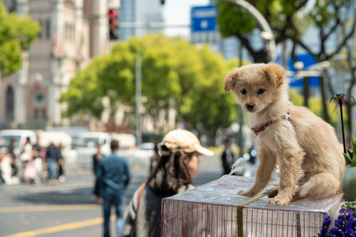Erobsourm's tweet photo. the life can’t loose pretty doggy https://t.co/KpQ4S9xiuC