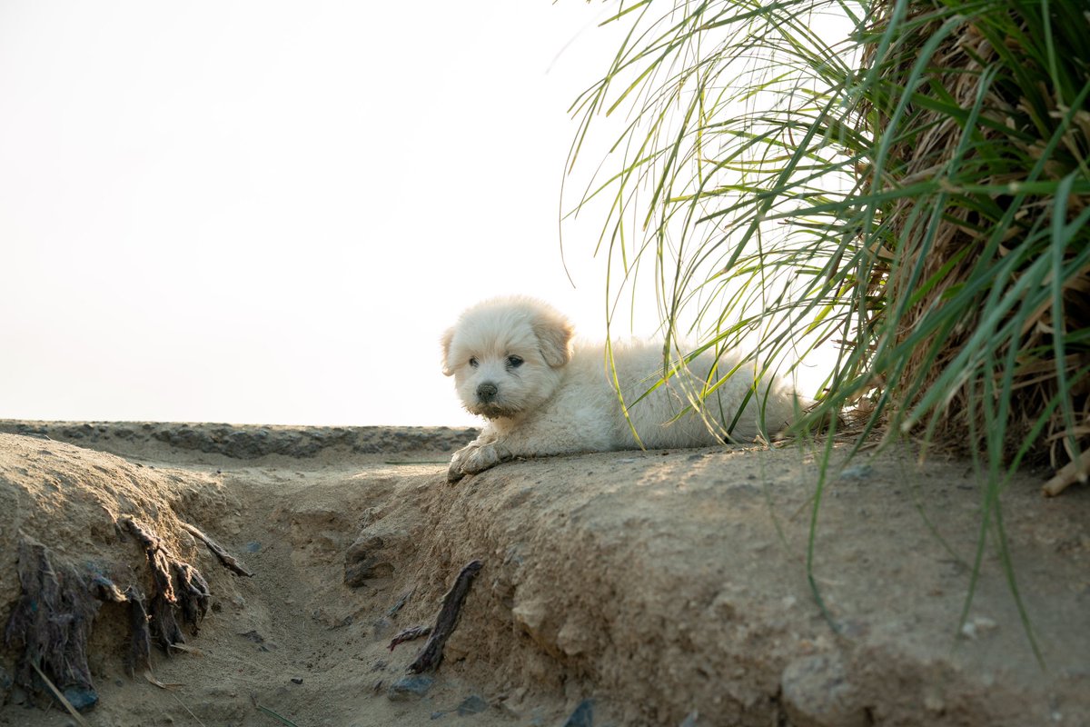 Erobsourm's tweet photo. the life can’t loose pretty doggy https://t.co/KpQ4S9xiuC