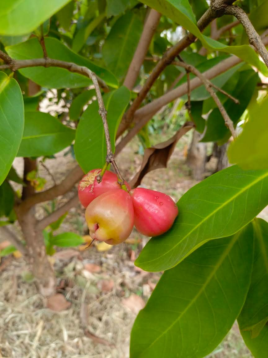 Mayaจะอยู่ตรงนี้เสมอ tweet media