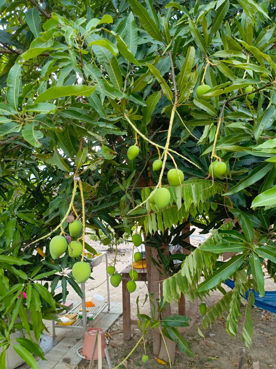 Mayaจะอยู่ตรงนี้เสมอ tweet media