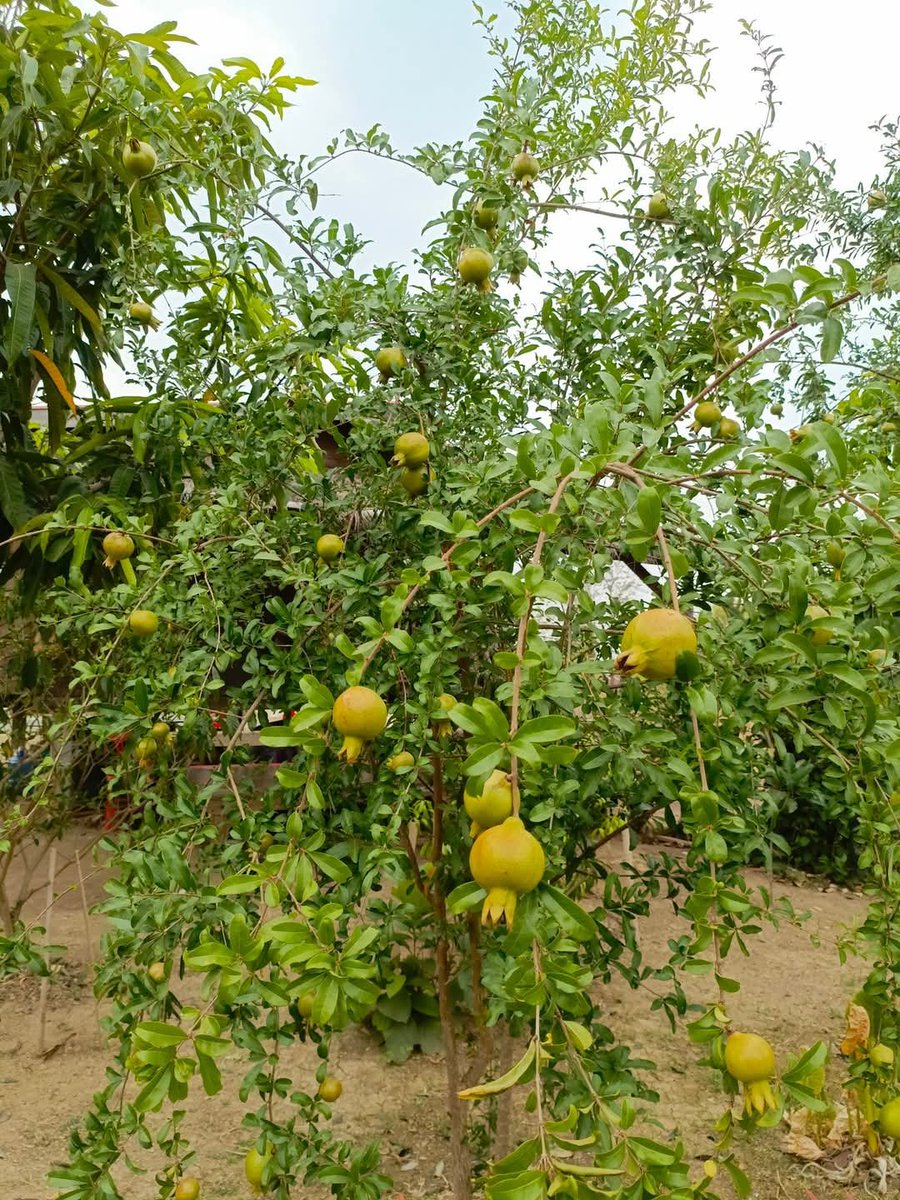 Mayaจะอยู่ตรงนี้เสมอ tweet media