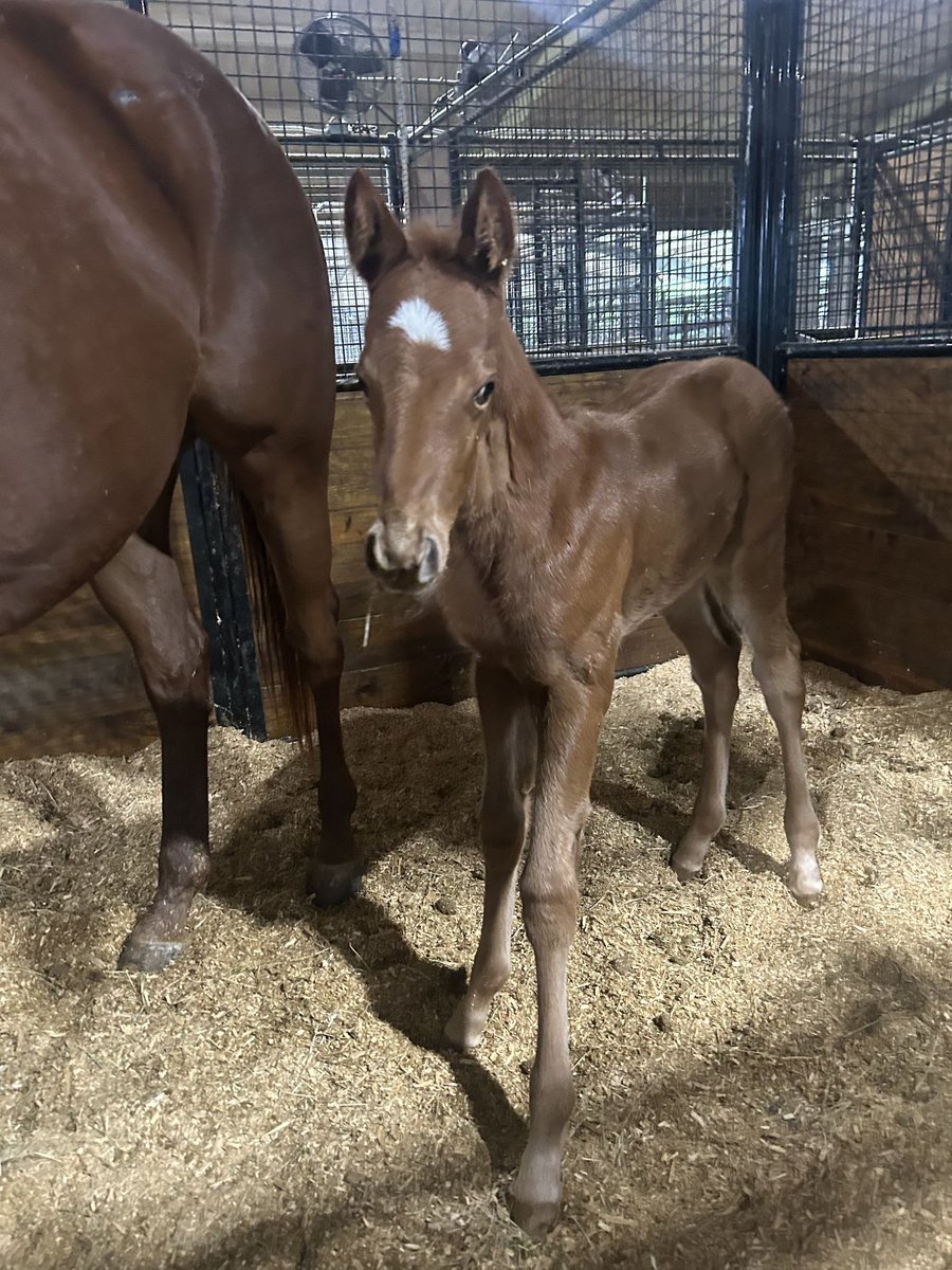 Our exclusive sourcing partners have been busy! We are so excited to welcome this extraordinary filly by Triple Crown winner, Justify, out of the exceptional Elfin Queen!

Elfin Queen ❌ Justify
Filly Born 4-3-25

#EquinePerformanceLabs #CoteauGroveFarms #FoalSpotlight #Justify
