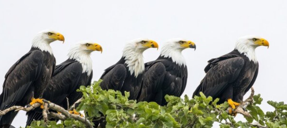 wonderwill's tweet image. A flock of eagles today! #TEMWC
Wordle 1,389 2/6

🟩⬜🟩⬜🟩
🟩🟩🟩🟩🟩