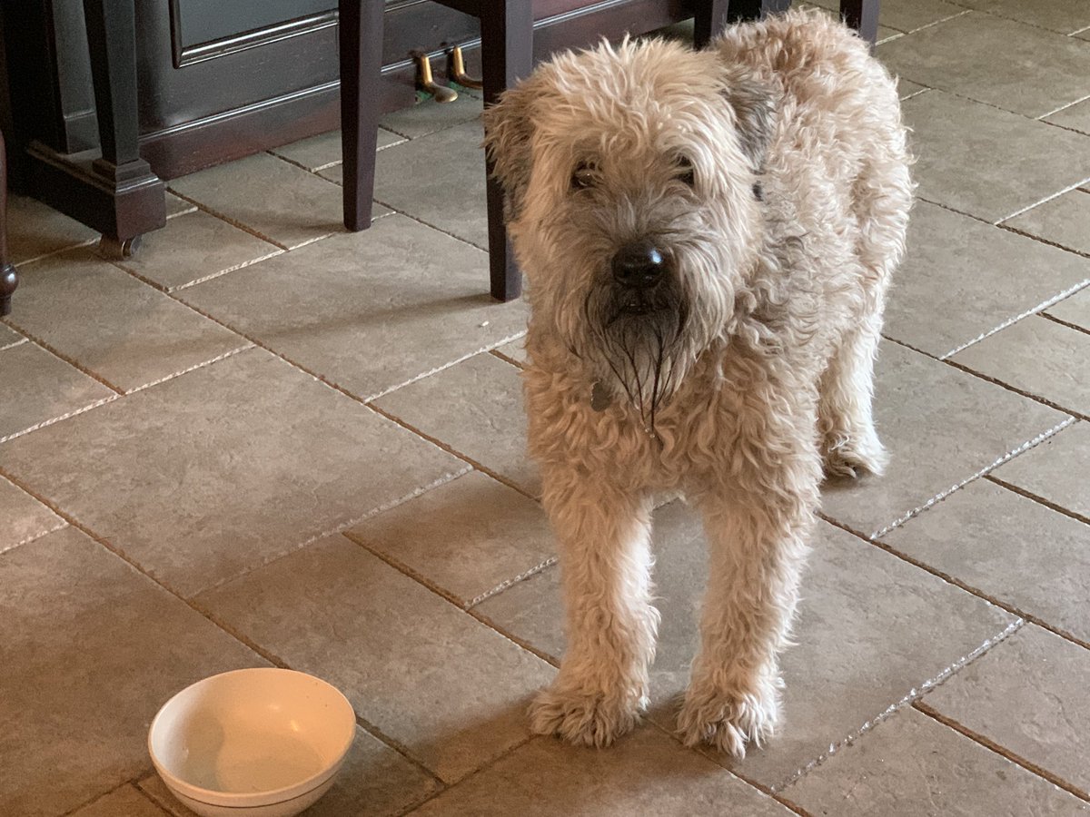 thanhsthoughts's tweet photo. This is the look of zero shame as he tried to persuade me yesterday when I came home that he hadn’t been fed his dinner yet. 🤣🤦🏻‍♂️ #seconddinner https://t.co/UOFFKlVZH2