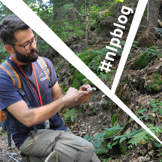 nlpschwarzwald's tweet image. Sammeln, forschen, bewahren
Partnerschaft zwischen Nationalpark und Naturkundemusem

Neues aus dem #NLPBlog

nationalpark-schwarzwald.de/nationalpark/b…

#Nationalpark #Schwarzwald #Forschung #Karlsruher #Naturkundemuseum #Herbarium #pilze #bawü #TheLänd #BadenWürttemberg #NaturkundemuseumKarlsruhe