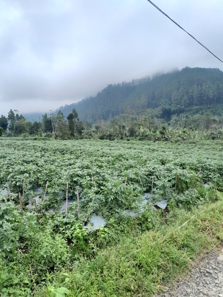 jonocobain's tweet photo. Sampai jumpa lain waktu #dieng banjarnegara wonosobo https://t.co/3rRQTIIjib