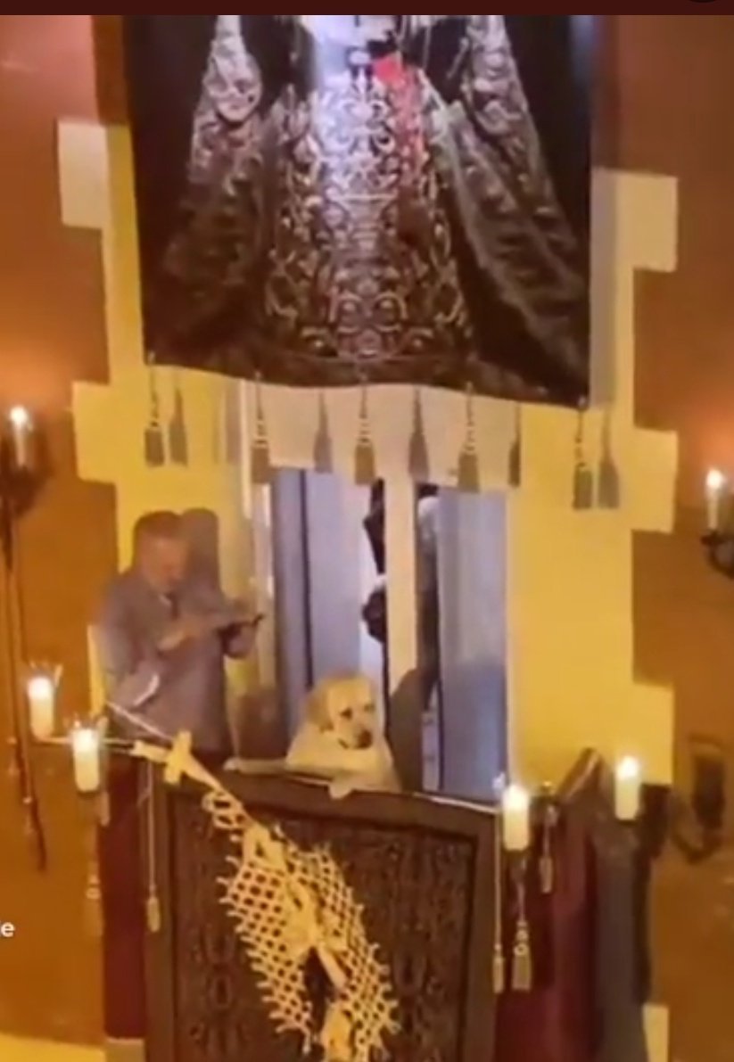 goldenjoplin's tweet photo. Basta ya de predicciones del tiempo. Vengo a purificar vuestra timeline. 

Dentro hilo de PERRITOS COFRADES:

Empezamos con el perrito del balcón engalanado https://t.co/Jv3HB6FKhL
