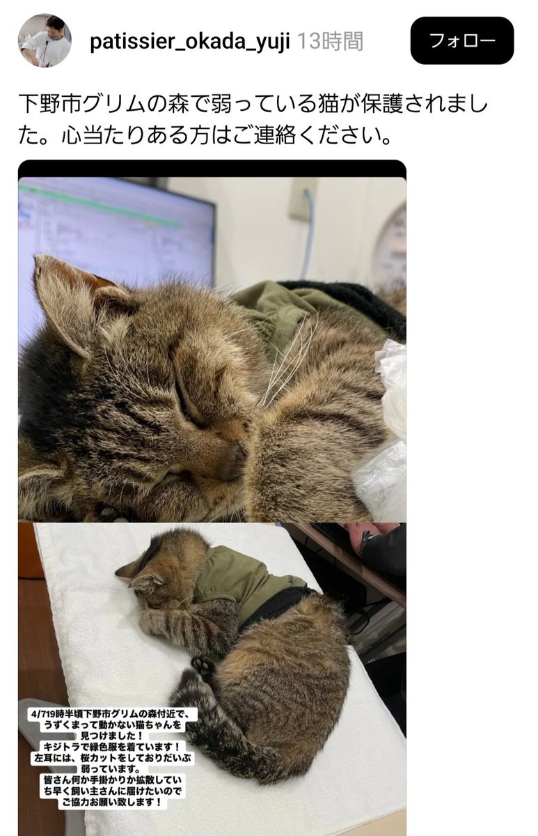 aki_kayu's tweet photo. 栃木県下野市グリムの森で衰弱した猫が保護されたとの事です。
左耳カットあり、緑色の服を着ています。　
どうかお世話してる方に届きます様に。
#栃木県　#迷子猫 https://t.co/yzsEpPfDLo