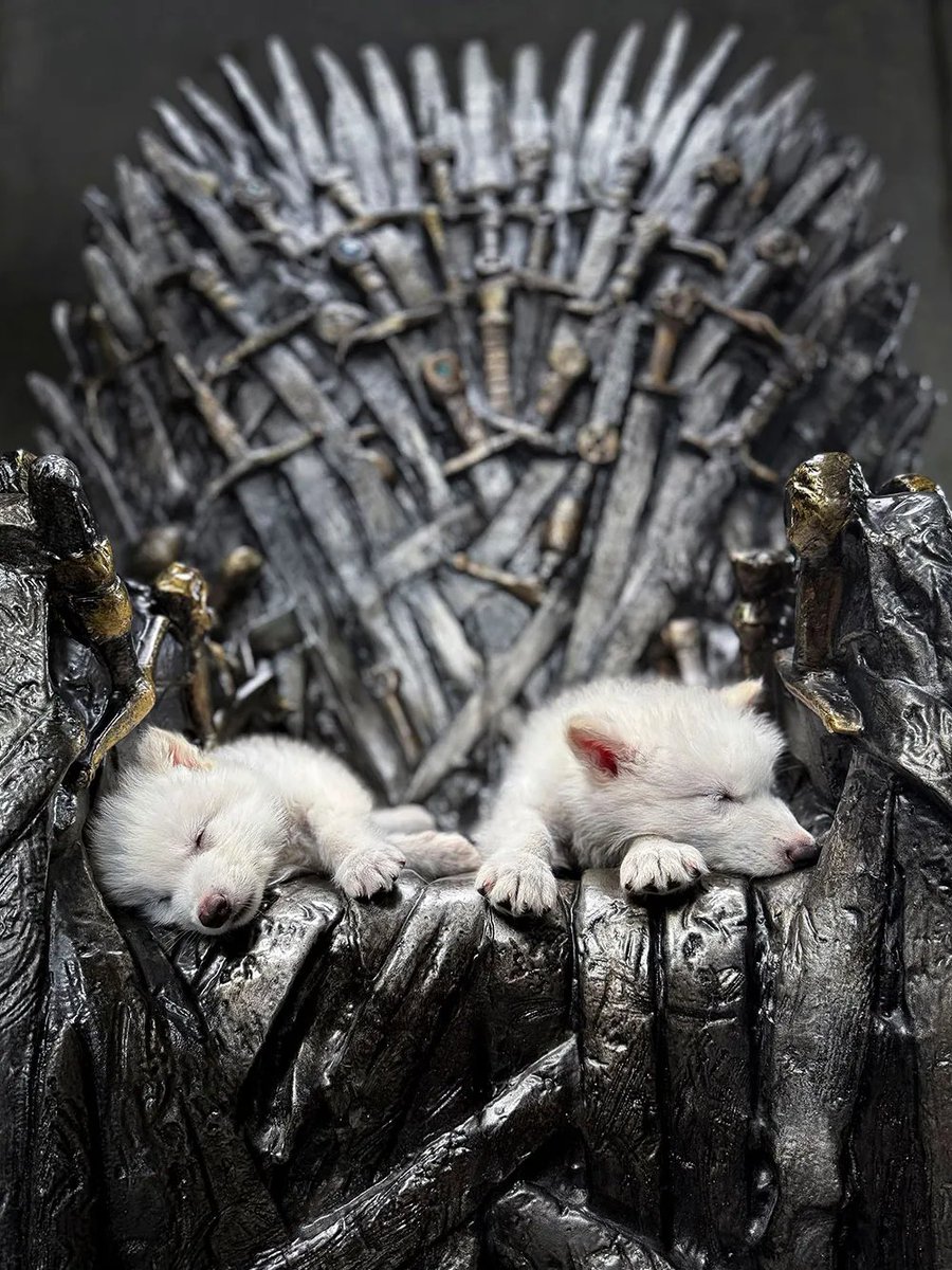 Você tem dimensão do impacto cultural de Game of Thrones quando  cientistas modificam geneticamente o DNA de lobos, adicionando características dos Lobos-Terríveis, espécie extinta há 10.000 anos, E BATIZAM UM DOS FILHOTES COM O NOME KHALEESI.  

Daenerys você é gigante! 🔥