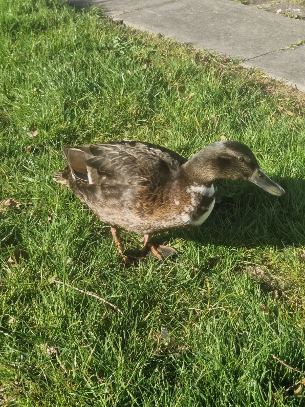 Just shipped these lil guys to their new homes! 😊
Also met some little duck friends on the way 🦆

Shop: amymationsstudios.etsy.com